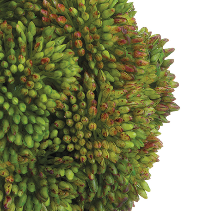 Boules de Sedum décoratives, Vert