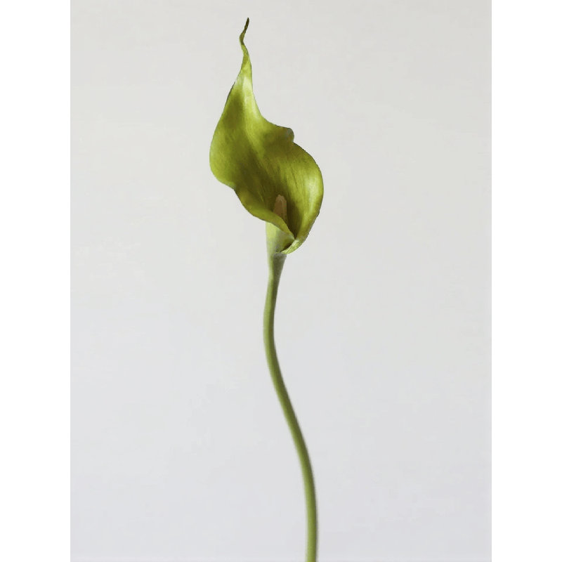 Tige de lis Moody Calla - 21,7 po, Midnight Plum, [A] 1 Stem