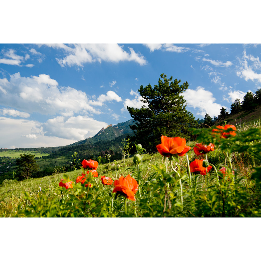 Mountain Poppies von Jhayes - Kunstdrucke auf Leinwand