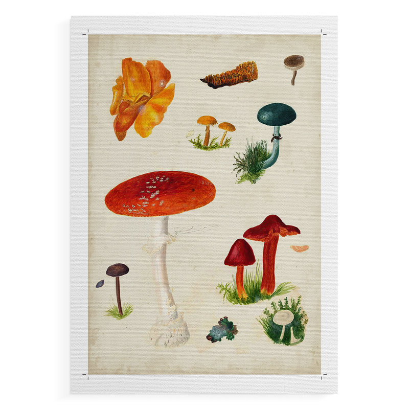 Mushroom Species VIII - Reproduction de toile seulement - NON-CADRE, H 36 po x l 24 po
