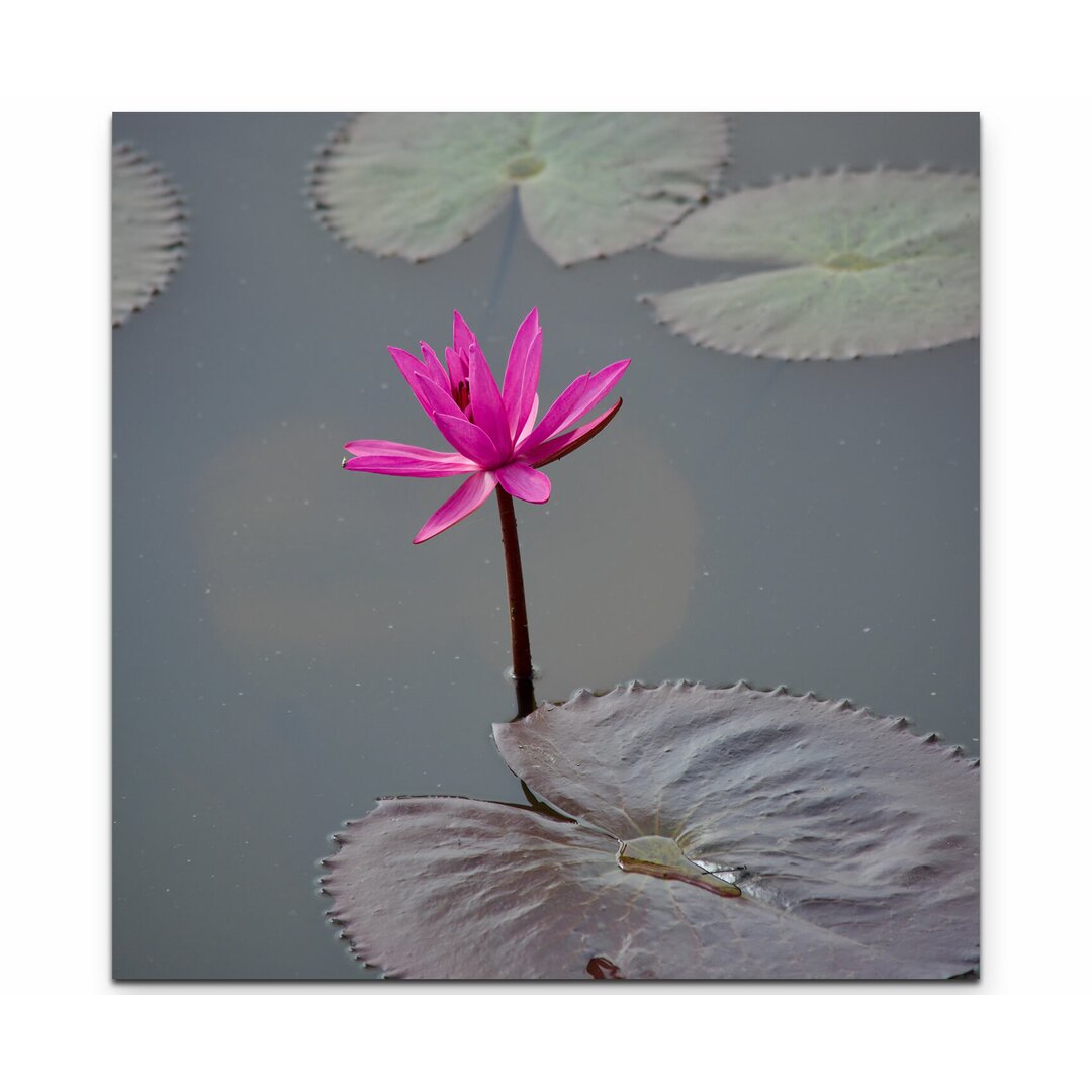 Leinwandbild Rote Lotusblume auf dem Fluss