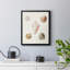 Toile encadrée Pastel Knorr Shells-350724587-350724598