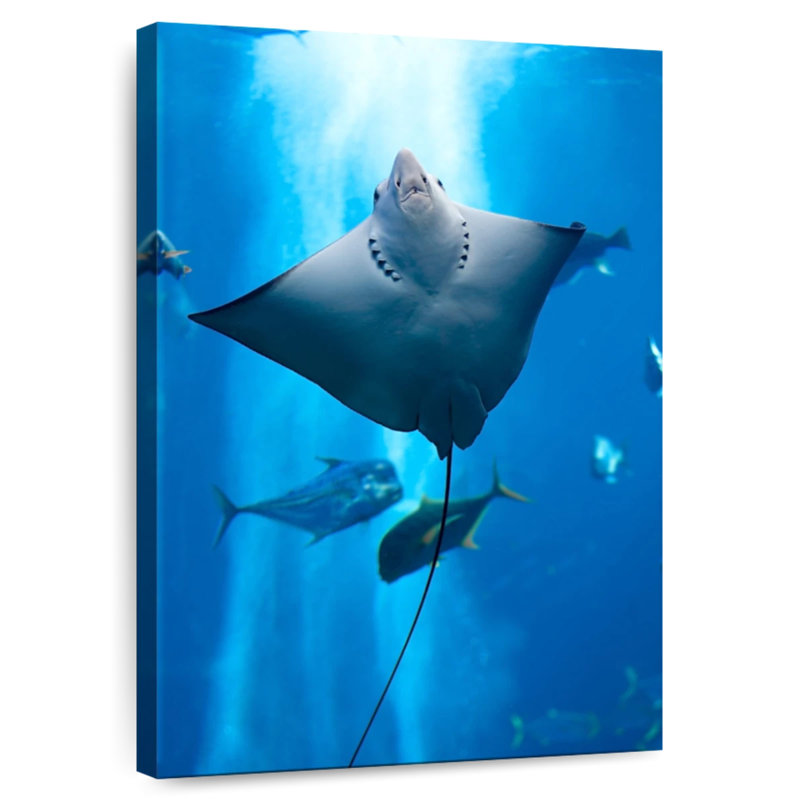Brampt Manta Ray, 51" H x 34" W