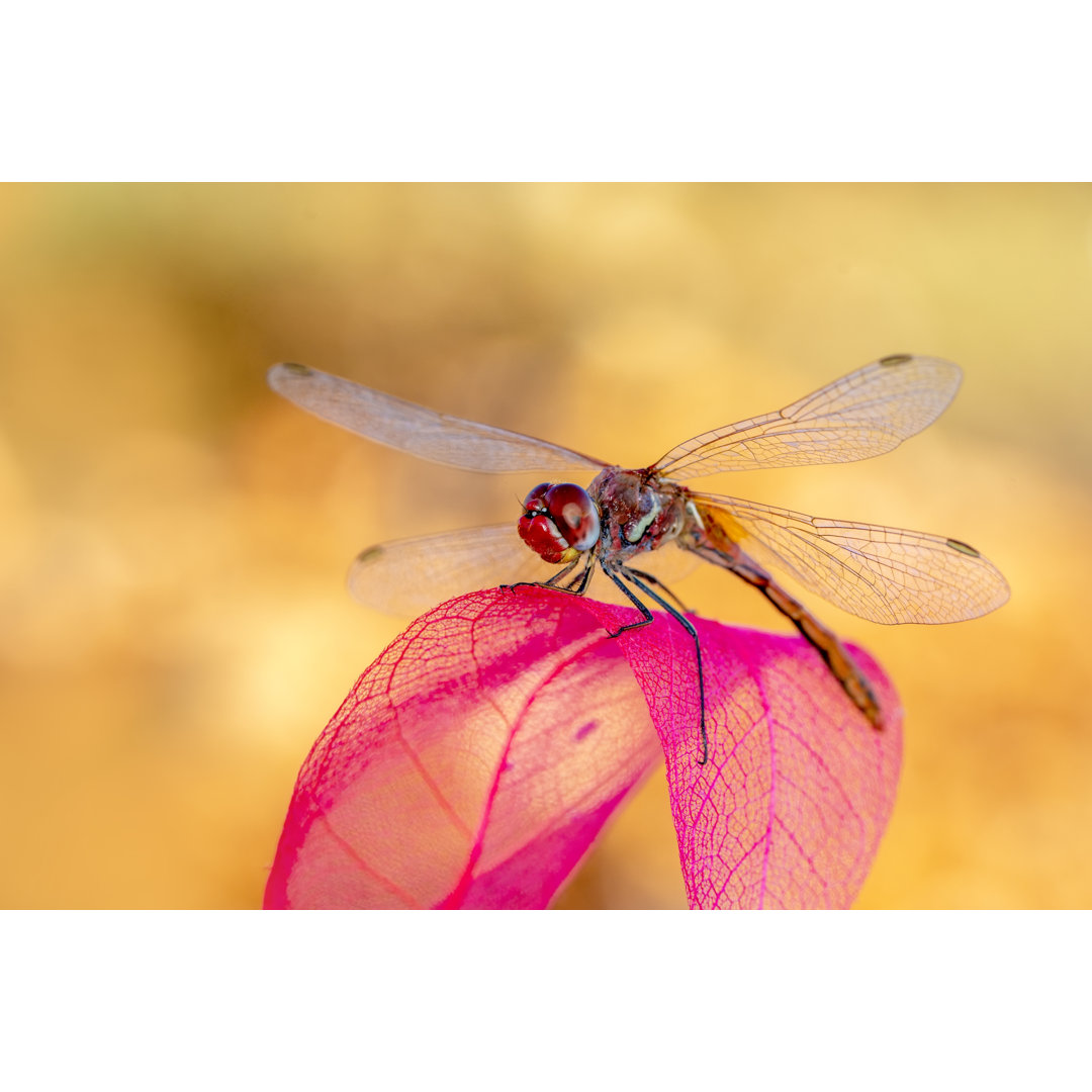 Libelle auf Blume sitzend - Kunstdrucke auf Leinwand