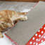 Grattoir pour chat Elijah Incline