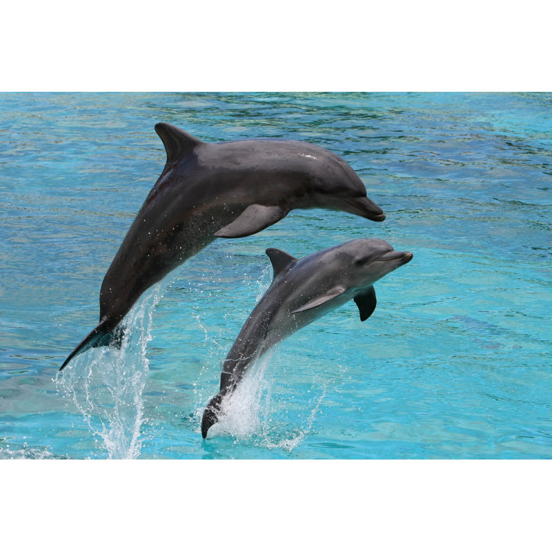 Dolphins Jumping by FourOaks - Wrapped Canvas Print, 20cm H x 30cm W x 3.8cm D