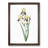 Elder-scented Iris Flower by Pierre-Joseph Redoute - Picture Frame Painting Print-55539617-55539616