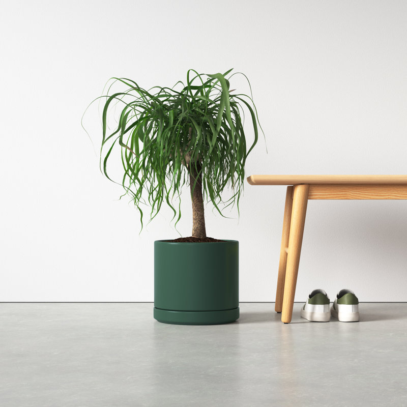 Pot de fleurs en céramique Cheryl, H 9,75 po x l 10,5 po x P 10,5 po, Vert forêt