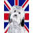 Bichon havanais