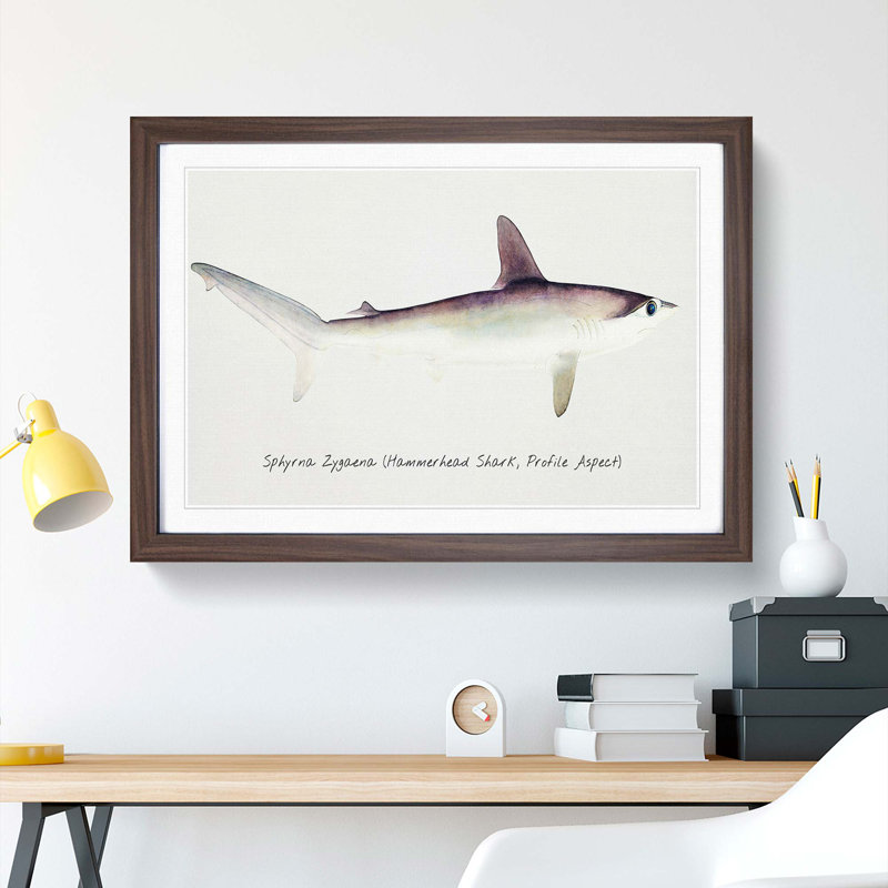 Illustration of a Hammerhead Shark by F.E. Clarke - Picture Frame Painting Print, 36cm H x 48cm W x 2cm D, Walnut Framed