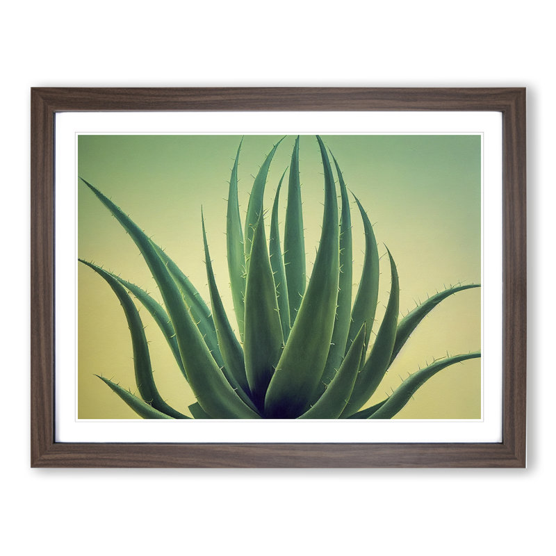 Showstopping Aloe Vera Plant - Framed Print, 25cm H x 34cm W x 2cm D, Walnut
