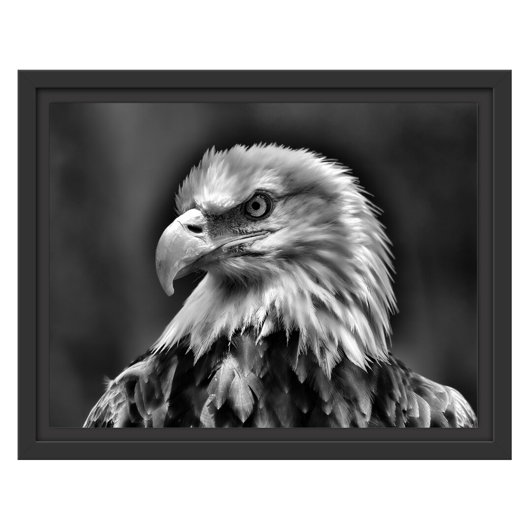 Gerahmtes Wandbild Mächtiger Weißkopfseeadler