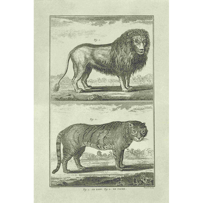 Lion et tigre, H 18 po x l 12 po