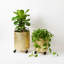 Ensemble de pots à fleurs dorés en métal avec roues et bouchon de vidange, pot d'intérieur pour plantes fraîches ou artificielles
