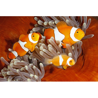 " Clownfish Family "