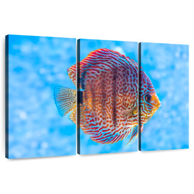 Brampt Freshwater Discus Fish