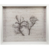 Sealife Print