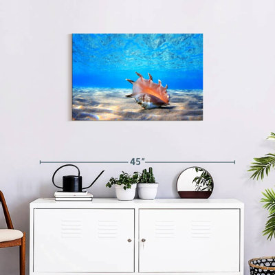 Aletra Seashell Treasure