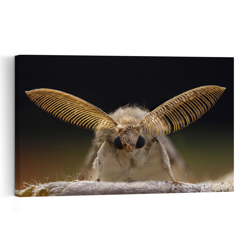 Papillon à antennes dorées - Affiche murale contemporaine, H 16 po x l 24 po
