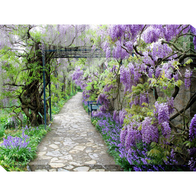 " Wisteria Path "