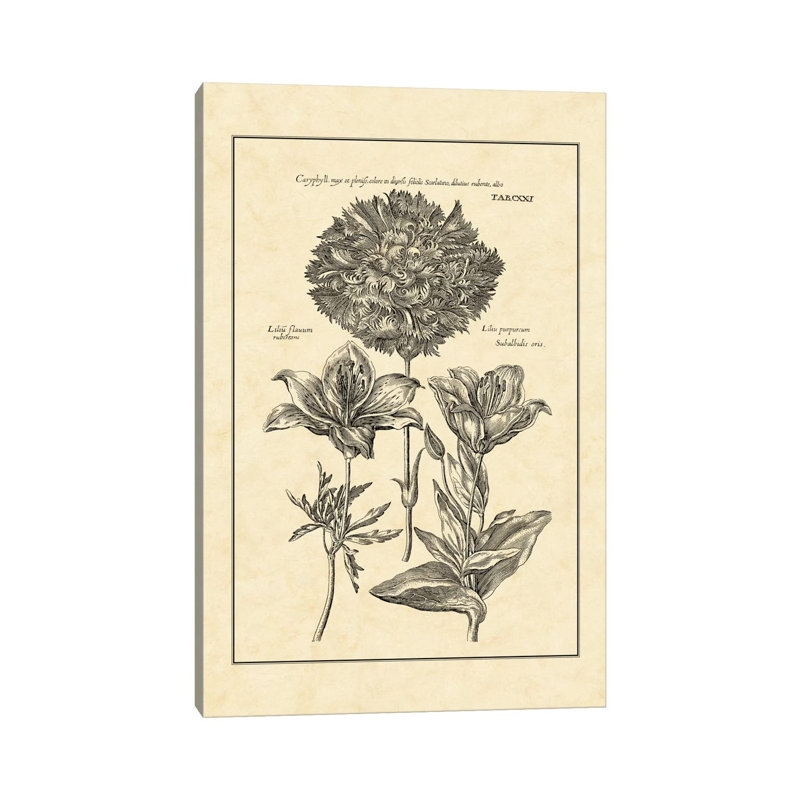 Vintage Besler IV by Basilius Besler - Wrapped Canvas Print, 66.04 cm H x 45.72 cm W x 3.175 cm D