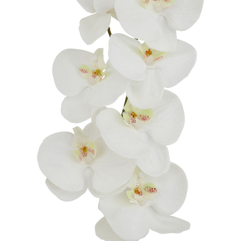 Anastasija Arrangement