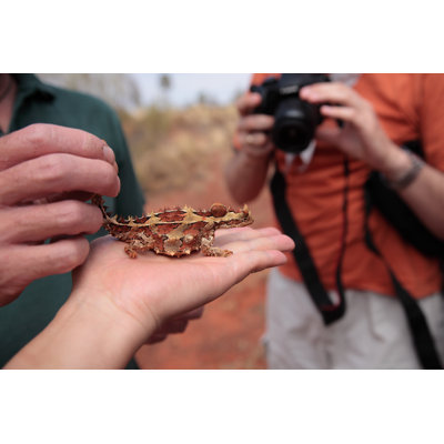 Australian Lizard by G01Xm