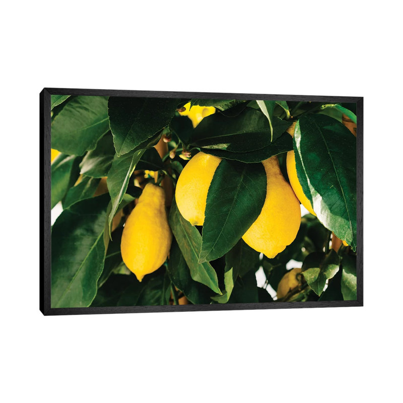 Amalfi Coast Lemons I by Bethany Young - Print on Canvas, 45.72cm H x 66.04cm W x 3.81cm D, Black Framed