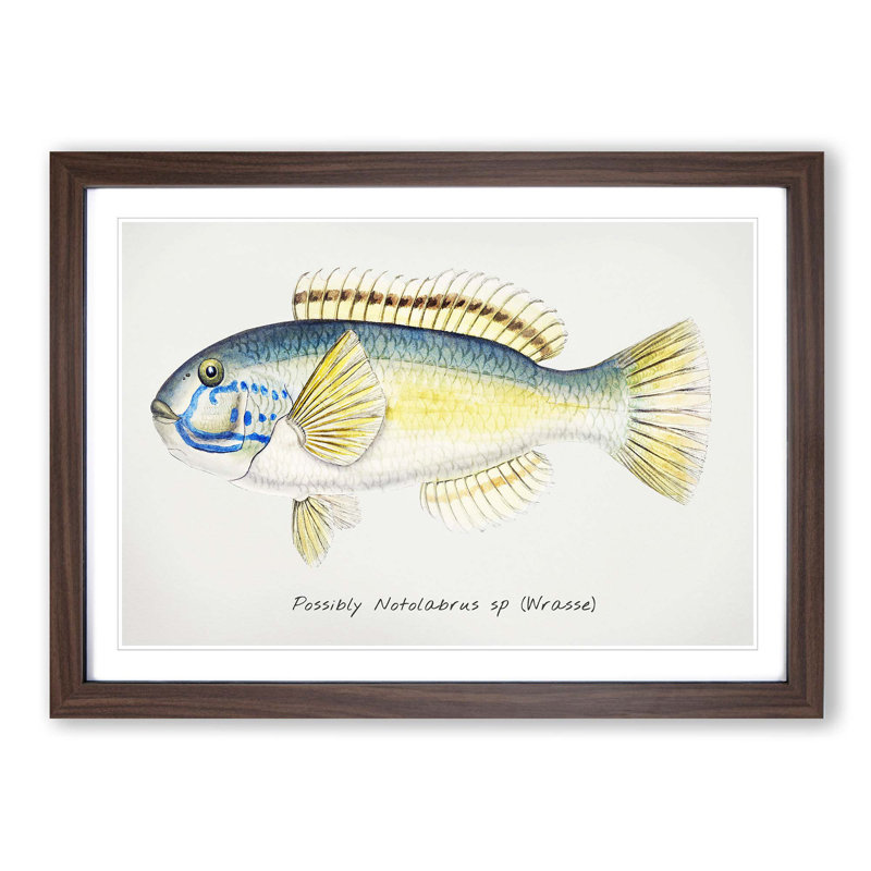 An Illustration Of A Wrasse Fish by F.E. Clarke - Single Picture Frame Painting, 24cm H x 33cm W x 2cm D, Walnut Framed