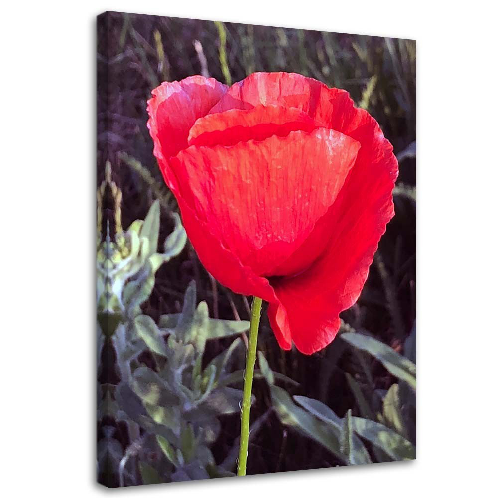 Leinwandbild Red Poppy Flower Nature