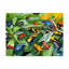 Grenouille de fléchettes-reproduction sur toile tendue-26853886