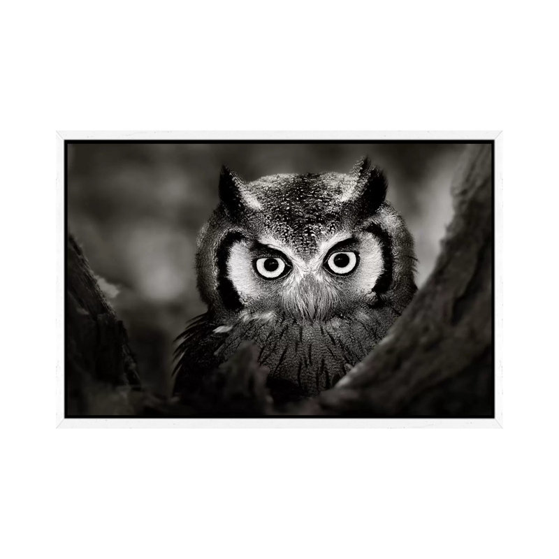 White-Faced Owl by Johan Swanepoel - Print on Canvas, 66.04 cm H x 45.72 cm W, White Framed