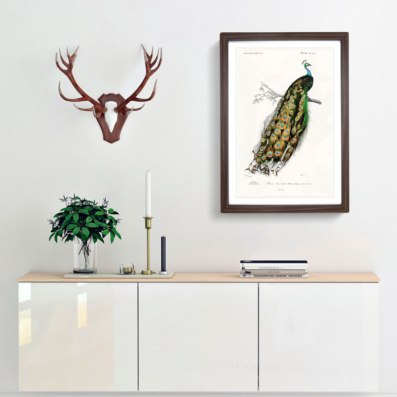 Indian Peacock by Charles D Orbigny - Framed Print, 91cm H x 60cm W x 2cm D, Walnut