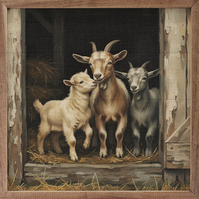 Trio de chèvres dans la grange