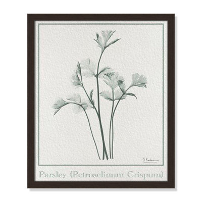 Jeanette "Parsley II" Print by Albert Koetsier