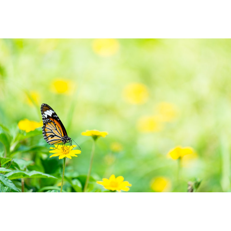 Monarch Butterfly, 61cm H x 91cm W x 3.8cm D