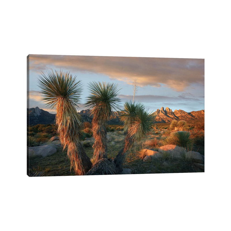 Yucca And Organ Mountains Near Las Cruces, New Mexico by Tim Fitzharris - Wrapped Canvas Print