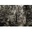 Bengal Tigers (BW) - Wrapped Canvas Print-1495211610