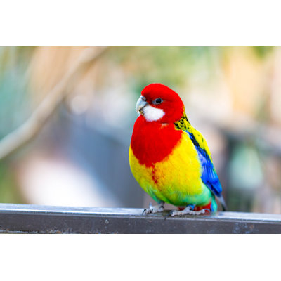 " Eastern Rosella " by Emranashraf