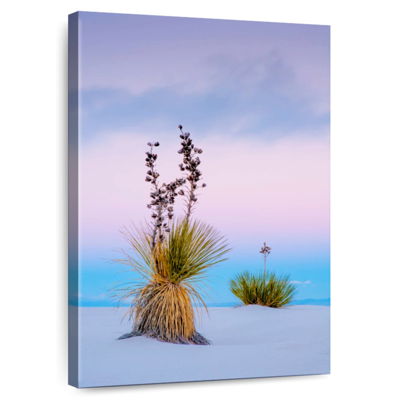 Yucca Soaptree, H 39 po x l 26 po