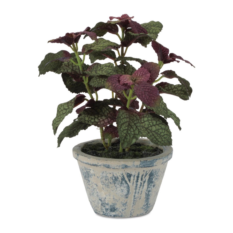 Plante en pot Fittonia H 7 po