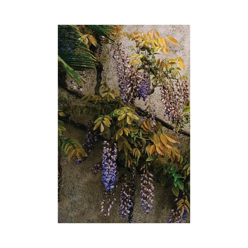 Positano Blooms VIII by Bethany Young - Print on Canvas, 30.48cm H x 20.32cm W x 1.91cm D, Wrapped Canvas