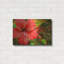 «Red Hibiscus» par Don Spears