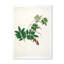 Botanique rétro - peinture sur toile-59815089-59815096