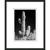 Black And White Cactus 1 Print by Christopher Kennedy