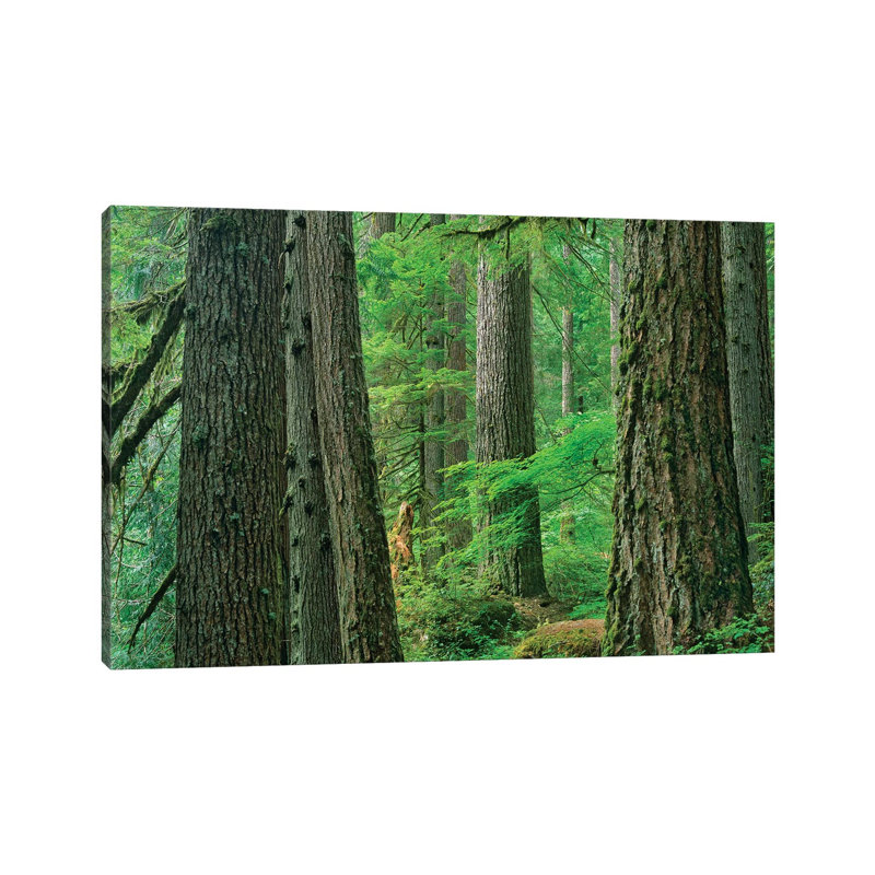 Western Red Cedar Old Growth Forest, Grove Of The Patriarchs, Mount Rainier National Park, Washington by Tim Fitzharris - Wrapped Canvas Print
