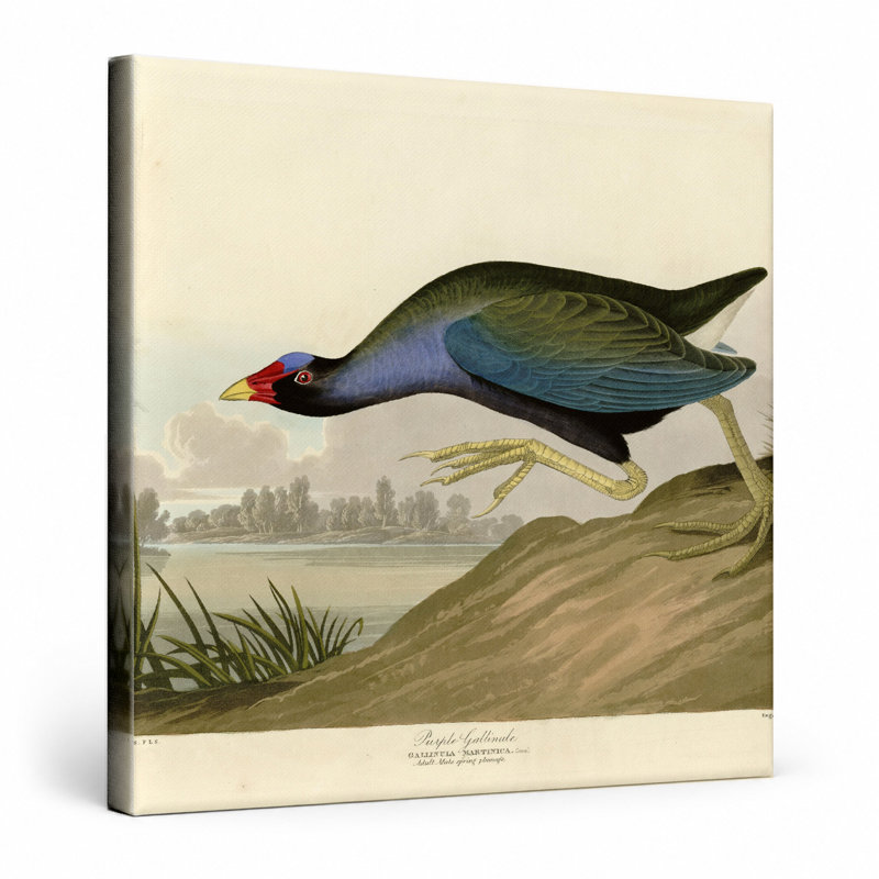 Gallinule mauve (plaque CCV) - art mural carré sur toile, L 16 po x H 16 po