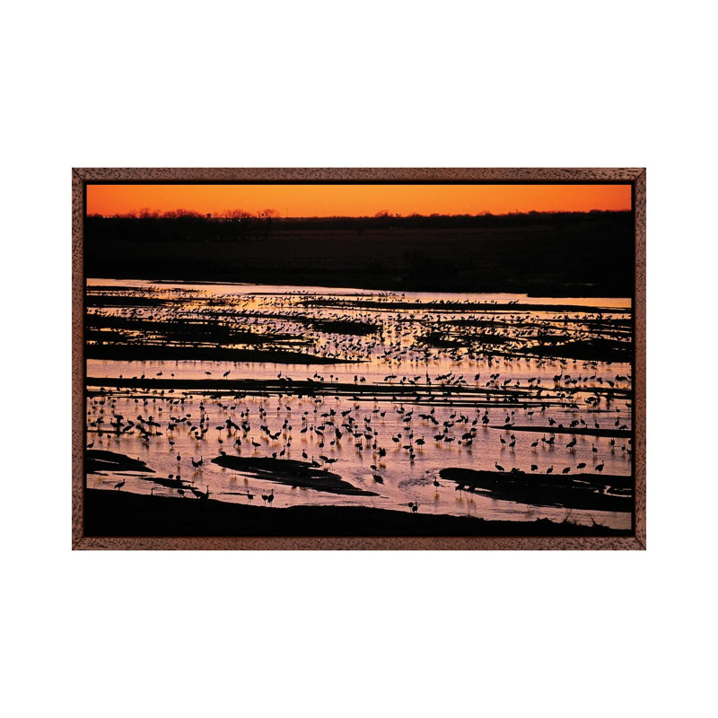 Sandhill Cranes Roost Along The Platte River Near Kearney, Nebraska by Joel Sartore - Gallery-Wrapped Canvas Giclée on Canvas