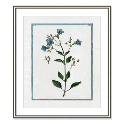 Colombe "Shabby Elegance Botanical II" Print
