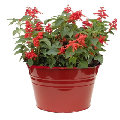 Enameled Galvanized Steel Planter, Set Of Two